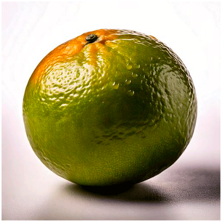 Chinotto Natural Flavour